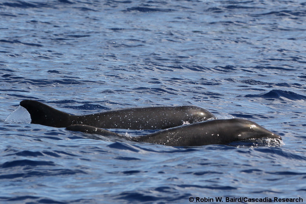 Hybrid, Kauai, dolphin, whale, melon-headed whale, rough-toothed dolphin