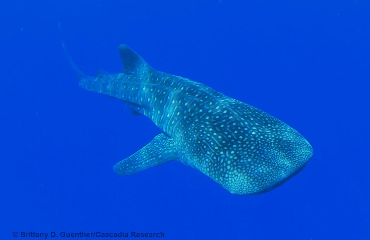 whale shark, Kauai, Hawaii, shark
