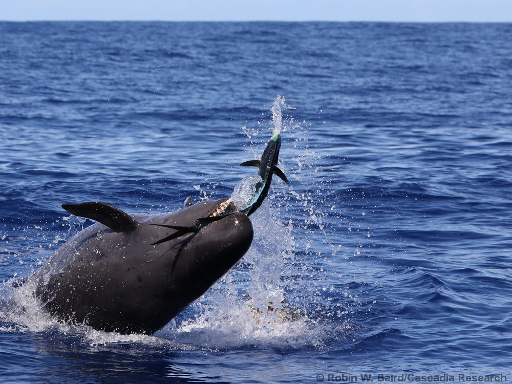 false killer whale, Pseudorca, leaping, Lānaʻi, Hawaii, mahi mahi, predation