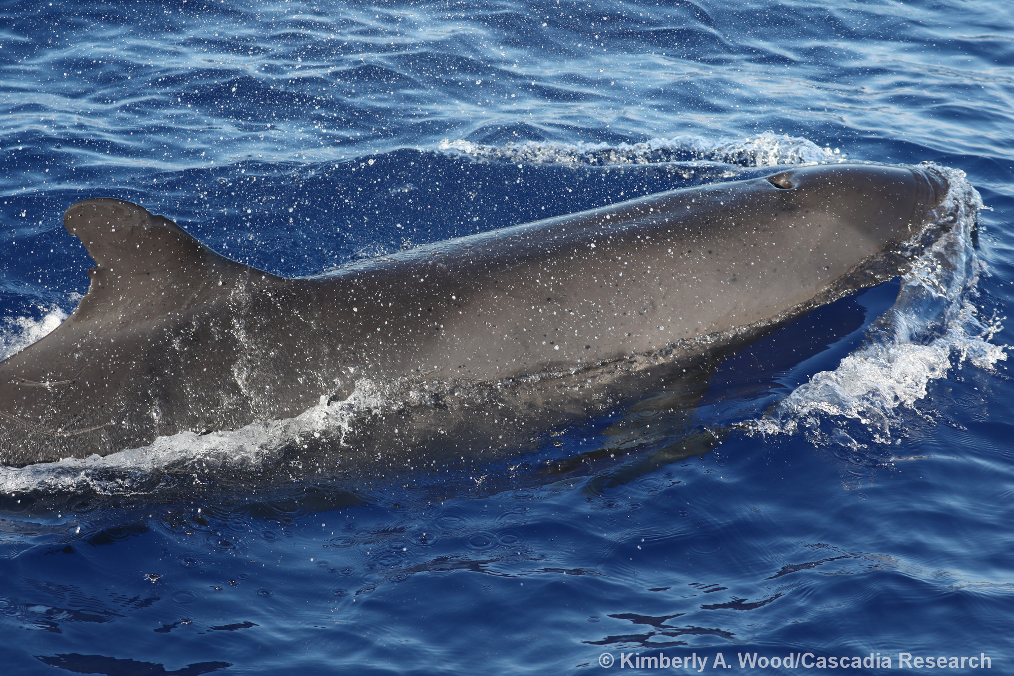 false killer whale, Pseudorca, Hawaii, endangered, Pseudorca crassidens