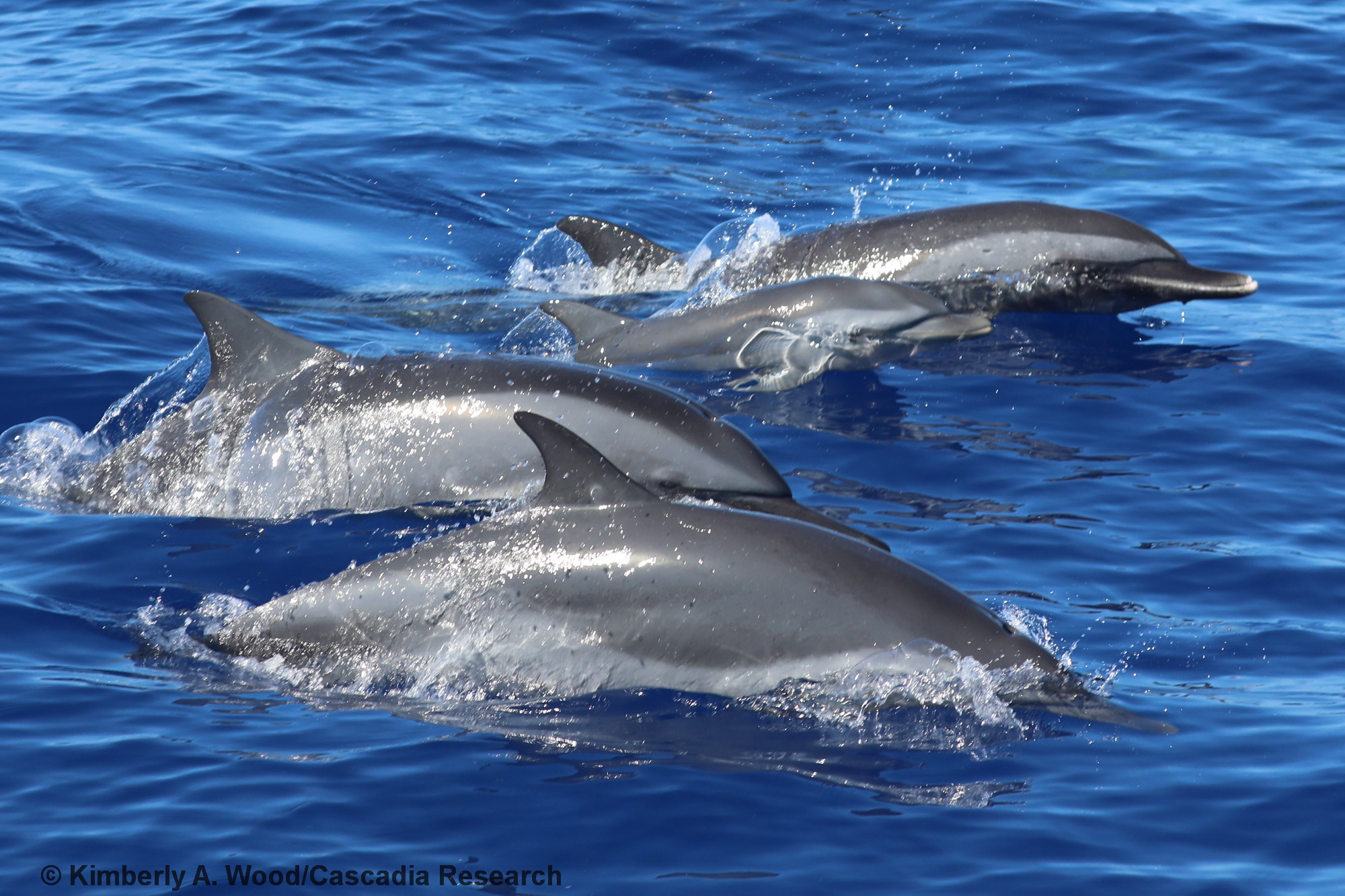 spinner dolphin, pantropical spotted dolphin, mixed-species group, Kona, Hawaii, Stenella
