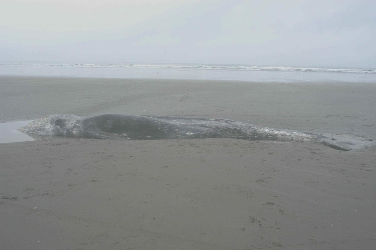 Gray whale on beach.