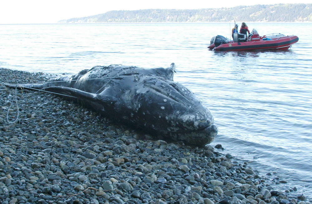 Yearling gray whale on beach.