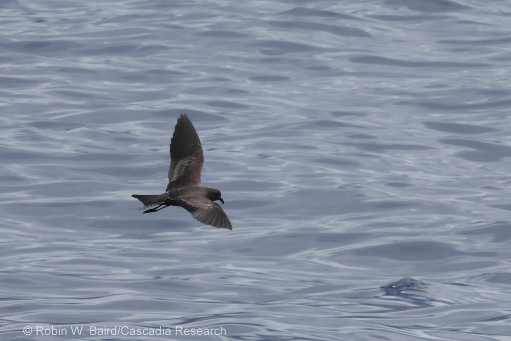 Black Storm Petrel