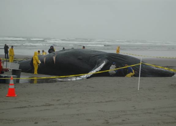 Dead humpback on beach and research team preparing for examination.