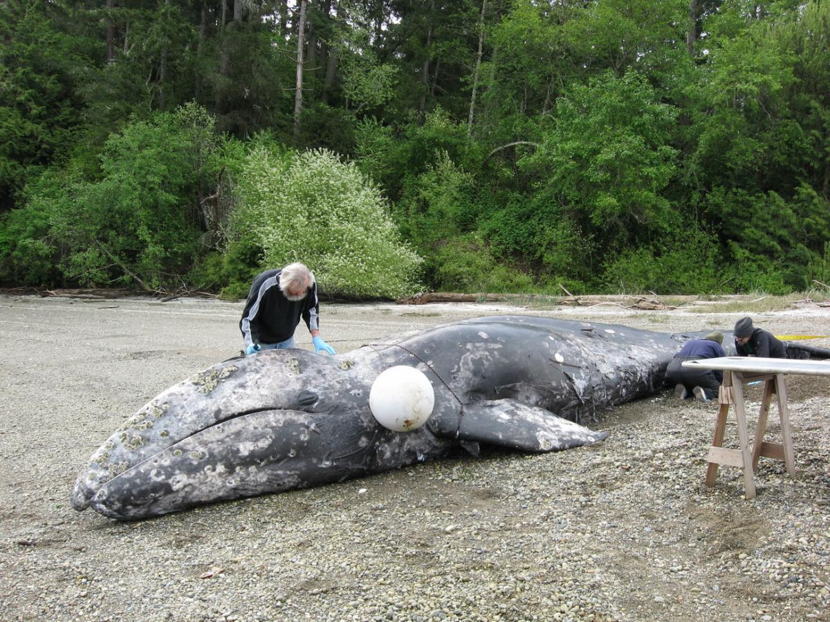 Dead gray whale on beach being examined by researchers