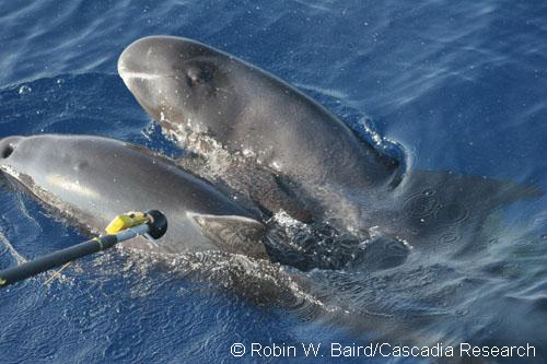 Pygmy killer whales prior to deployment of a suction-cup attached time-depth recorder/VHF radio tag, used to study diving behavior.