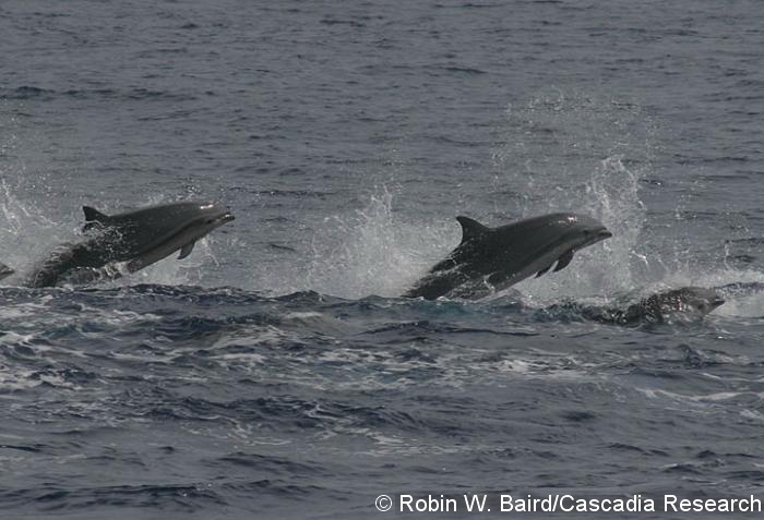 Fraser’s dolphins (Lagenodelphis hosei) off the island of Hawaii, April 30, 2008.
