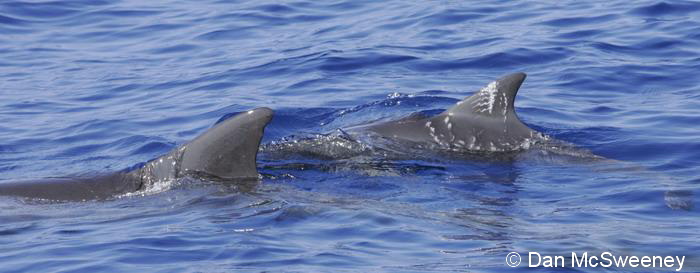 A pygmy killer whale calf with shark bite wounds, evidence that this species is predated on by large sharks. Over the years we’ve encountered multiple individuals of this species with possible shark bite scars.