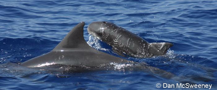 Another view of the pygmy killer whale calf with shark bite wounds.