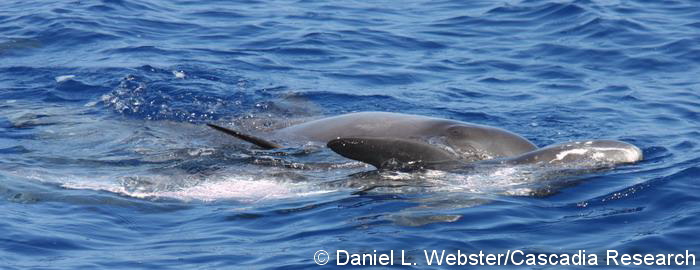 Two pygmy killer whales socializing.