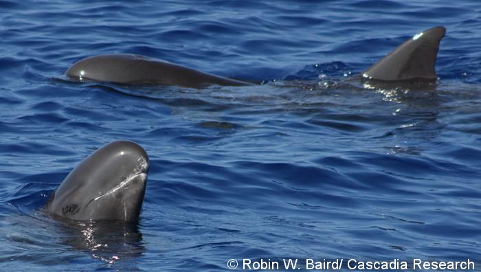 Two pygmy killer whales off Kona, December 2008.