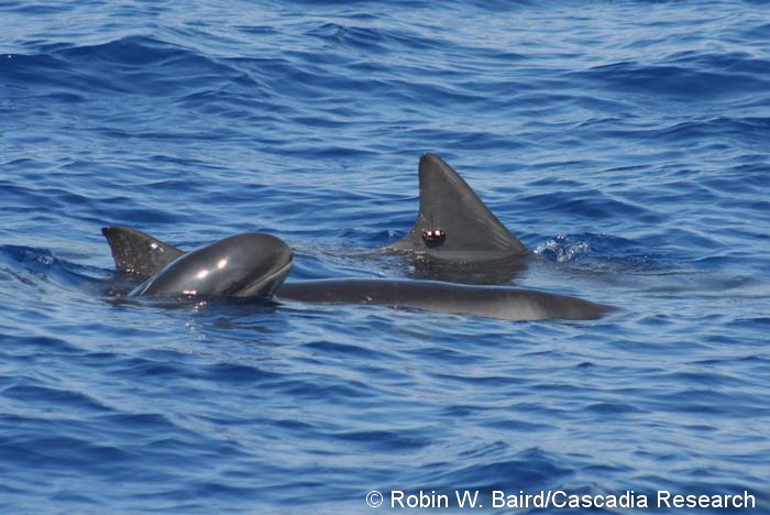 Satellite tagged pygmy killer whale with companions (including HIFa006, photo above), December 7, 2008.