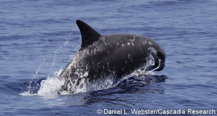 A juvenile Risso’s dolphin off the island of Hawai‘i. Although they are lighter in color when first born, calves darken to almost black, then lighten as they mature.