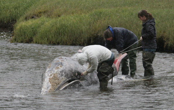 Cascadia biologists begin examination of gray whale CRC-1034.