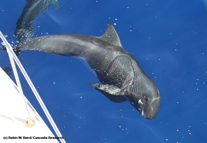 An inquisitive pygmy killer whale off the bow of our research vessel, off O‘ahu in October 2010.