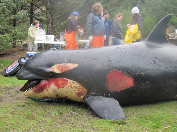 Stranded killer whale and research team