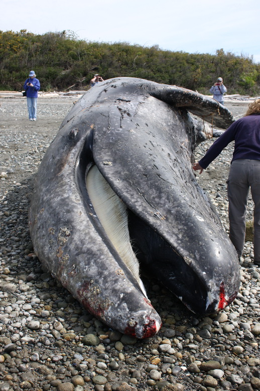 Dead gray whale on beach. Baleen is visible.