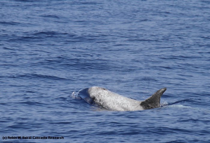 Adult Risso’s dolphin (Grampus griseus) off the island of Hawai‘i.
