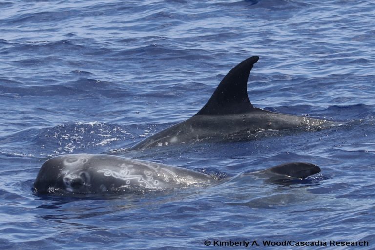 Two juvenile Risso’s dolphins with a diverse array of body scars. These individuals were encountered off of Kona in June 2017.