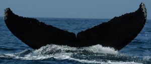 Humpback and Blue Whale Photo-ID Project – US West Coast – https