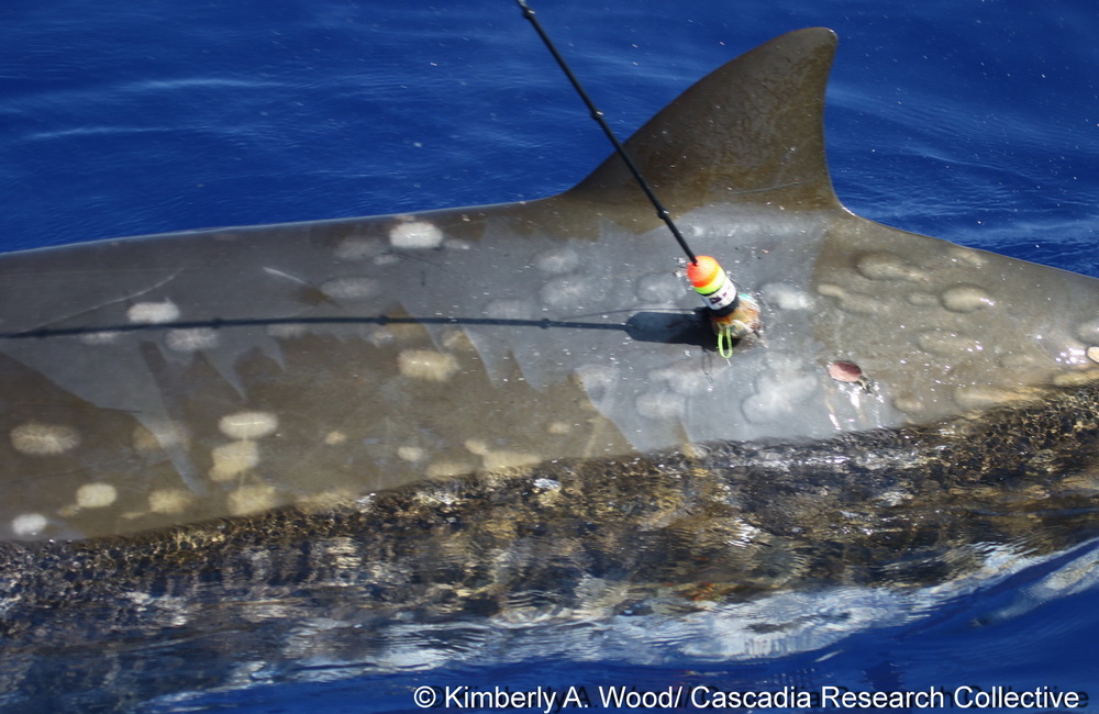 To examine movements and habitat use we are using remotely-deployed satellite tags with this species, like the one above, pictured at the moment of deployment onto HIMd285 in November 2017 off O‘ahu. More information on our satellite-tagging work with beaked whales can be found in the 2009 Schorr et al. paper, published in Endangered Species Research (link in the references below).
