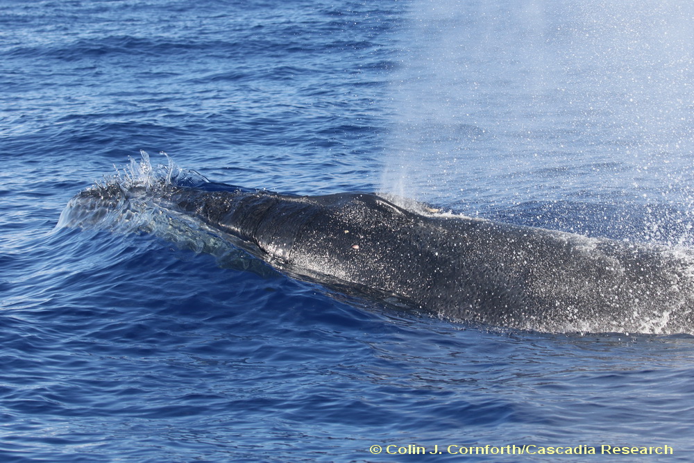 Sei whales in Hawai‘i – https://cascadiaresearch.org
