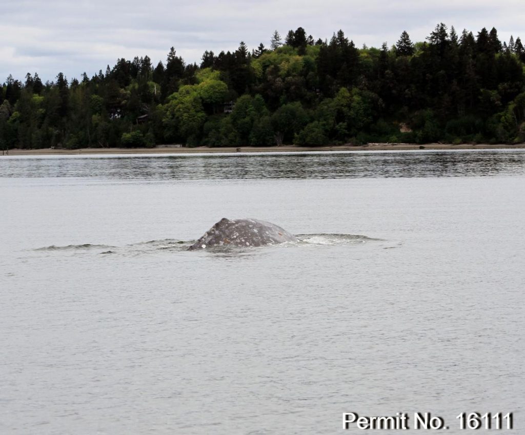 Gray whale sightings in southern Puget Sound - https://cascadiaresearch.org