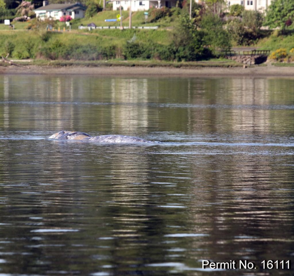 Gray whale sightings in southern Puget Sound - https://cascadiaresearch.org