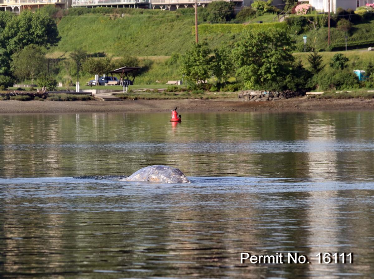 Gray whale sightings in southern Puget Sound - https://cascadiaresearch.org