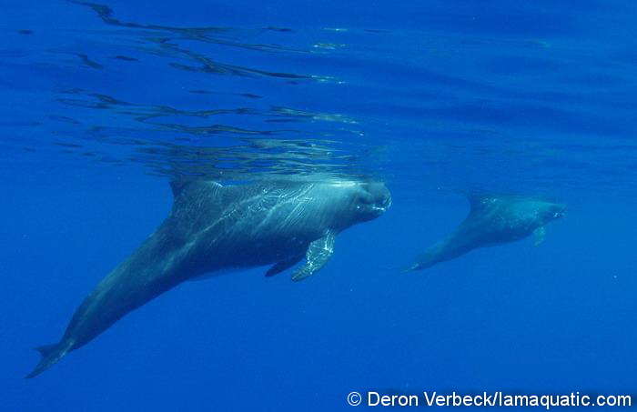 Pygmy killer whales resting underwater off Kona. The individual in the foreground, HIFa006, is an adult female seen 47 times since 1994 (as of November 2021).