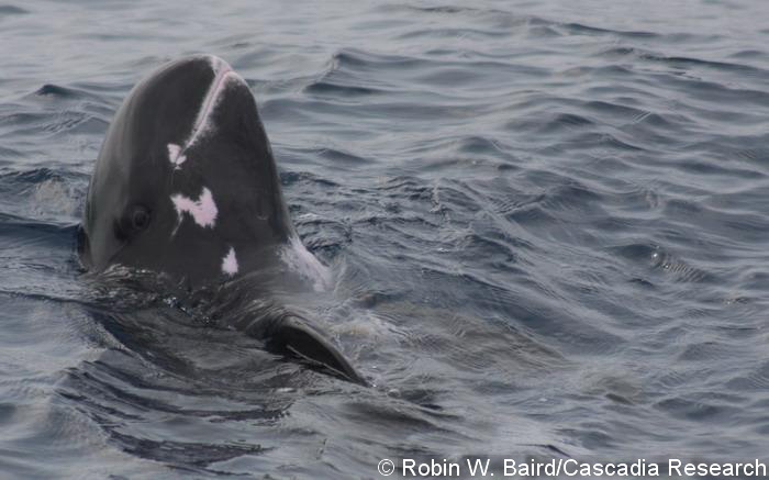 Pygmy killer whale rolling at the surface, December 2008. Note the scarring on the mouth-line, probably due to interaction with a line fishery.
