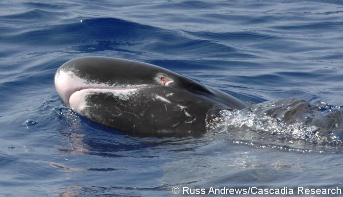 Pygmy killer whale with healing injury on mouth-line, probably due to an interaction with a line fishery.