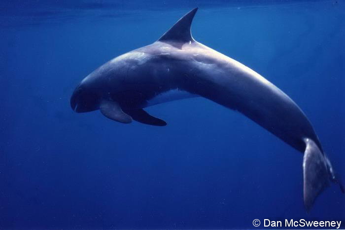 Pygmy killer whale off Kona.