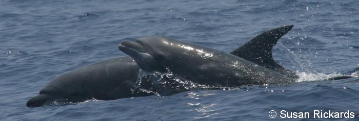 A pair of bottlenose dolphins from the open ocean population, April 16, 2006. Note the robust body shape of these individuals, and the abundance of scarring compared to the nearshore animals shown in the other slides.