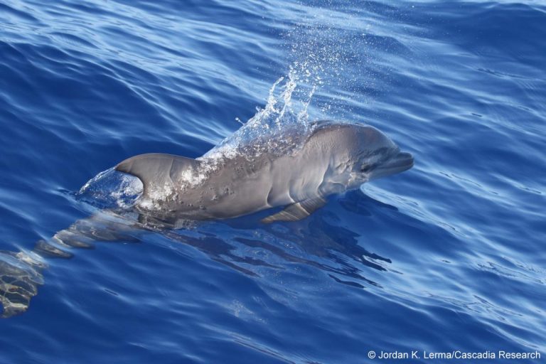 Bottlenose dolphin calf seen off of Kaua’i in August 2018.