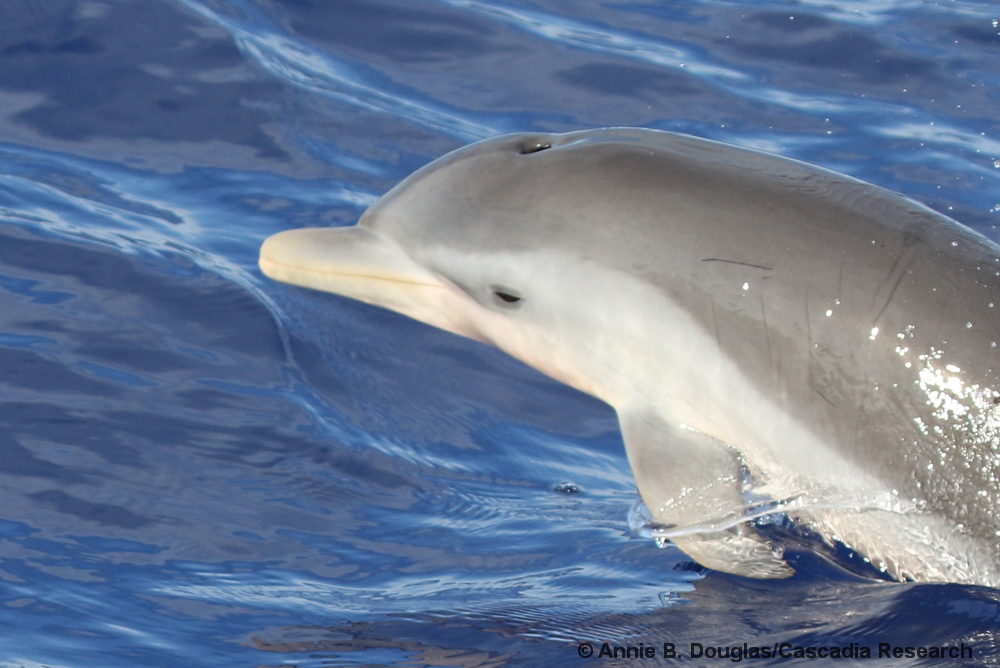pantropical spotted dolphin, Stenella attenuata, Kona, Hawaii