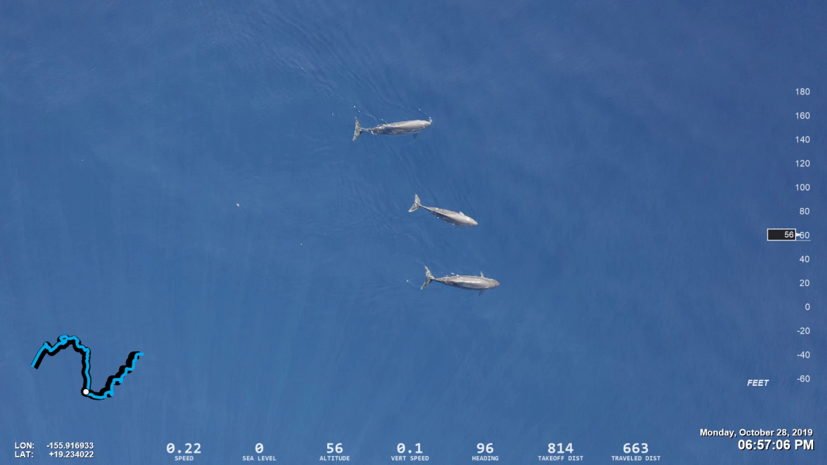 UAS, drone, Hawaii, Kogia sima, dwarf sperm whale