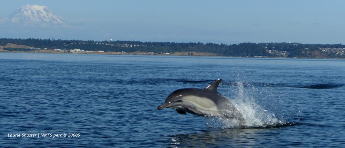 Common dolphin surfacing with Mt Rainier in the background.