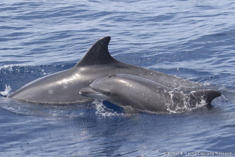 Bottlenose dolphin mother and calf seen off Lana’i in February 2018. Many calves lack the extensive natural markings like scars or notches on their dorsal fin that adults have, and which we use to identify unique individuals. We often rely heavily on the mother's identification to successfully identify calves.