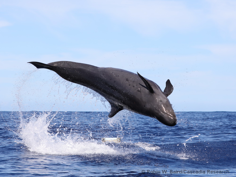 false killer whale, Pseudorca, leaping, Lānaʻi, Hawaii