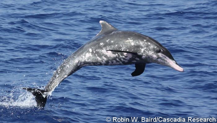 Rough-toothed dolphin leaping. The numerous scars on the belly of this individual are caused by cookie-cutter sharks.