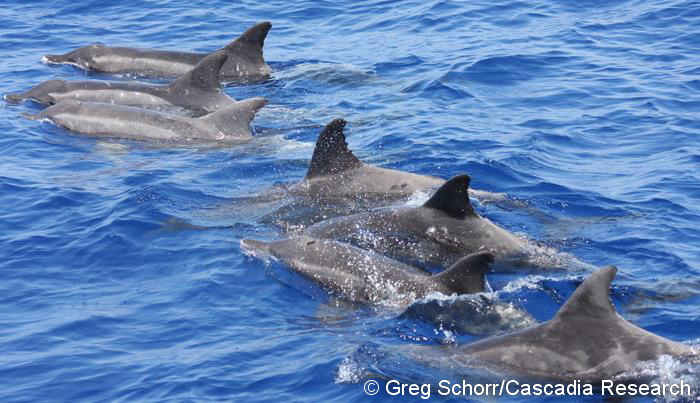 Rough-toothed dolphin group.  Although we occasionally find lone individual rough-toothed dolphins, we have documented one group of over 100 individuals (off of Ni‘ihau). The most frequently encountered group size is three individuals, although the median group size is seven. Individual rough-toothed dolphins can be identified both by the notches on the trailing edge of the dorsal fin, but also by the unique pigmentation patterns visible in the photo above, that remain virtually unchanged for years.
