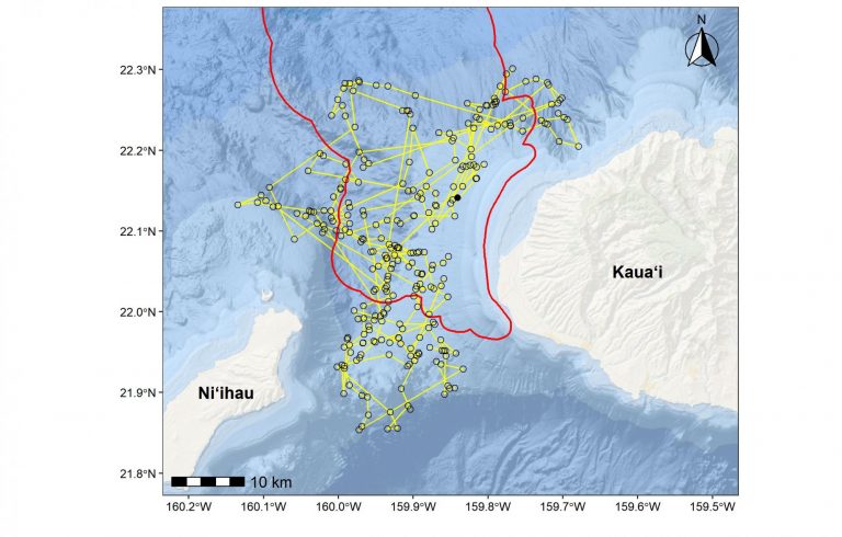 In 2011 we started deploying LIMPET satellite tags on rough-toothed dolphins off Kaua‘i and Ni‘ihau to examine movements and habitat use of this species around the Navy’s PMRF range. This map shows 13 days of movements of one individual tagged in August 2021 (yellow trackline, with locations shown as black circles and the deployment location as a solid black circle), relative to the PMRF range (boundary shown in red). Through November 2021 we’ve deployed 22 satellite tags on rough-toothed dolphins, including 12 that also record dive data, obtaining the first dive data for this species in the Pacific.