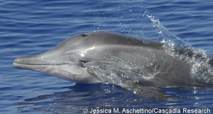 A juvenile rough-toothed dolphin. The gently sloping rostrum, or beak, is characteristic of the species.