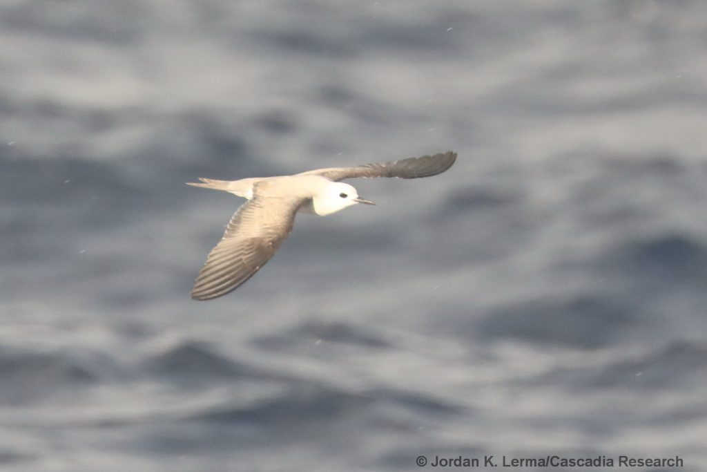 A Blue-gray Noddy seen on 9 December 2020 south of Lāna‘i, likely the first record for Maui County.