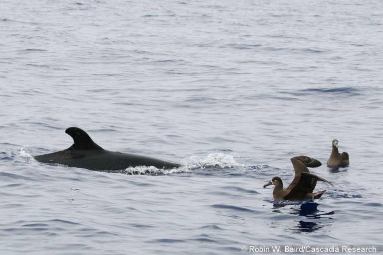 Black-footed Albatross associated with a false killer whale off Lāna‘i. The false killer whale was carrying a large fish, and the albatross were scavenging bits that were left at the surface.