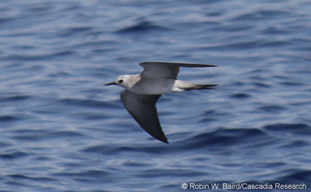 A Blue-gray Noddy seen off Kona 11 December 2010, the first record for Hawai‘i County