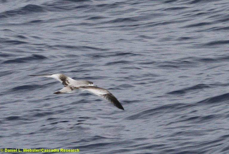 Bullers_Shearwater_2012AUG24_D17_DLW_0135_CR