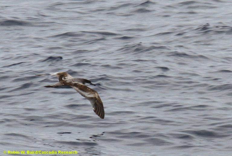 Bullers_Shearwater_2012MAY24_D17_RWB_0107_CR